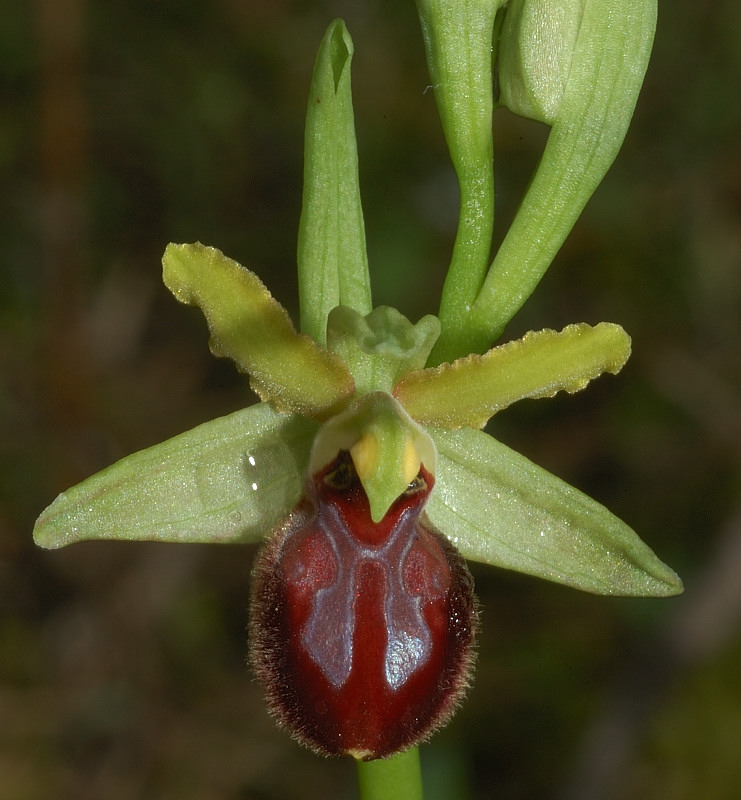 Le orchidee selvatiche spontanee di Ostia